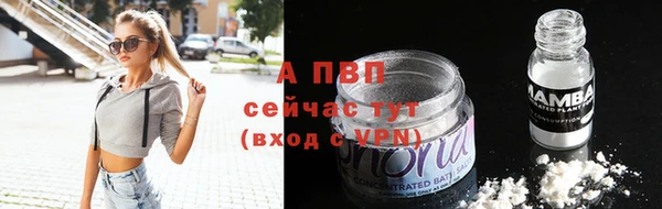 индика Белокуриха